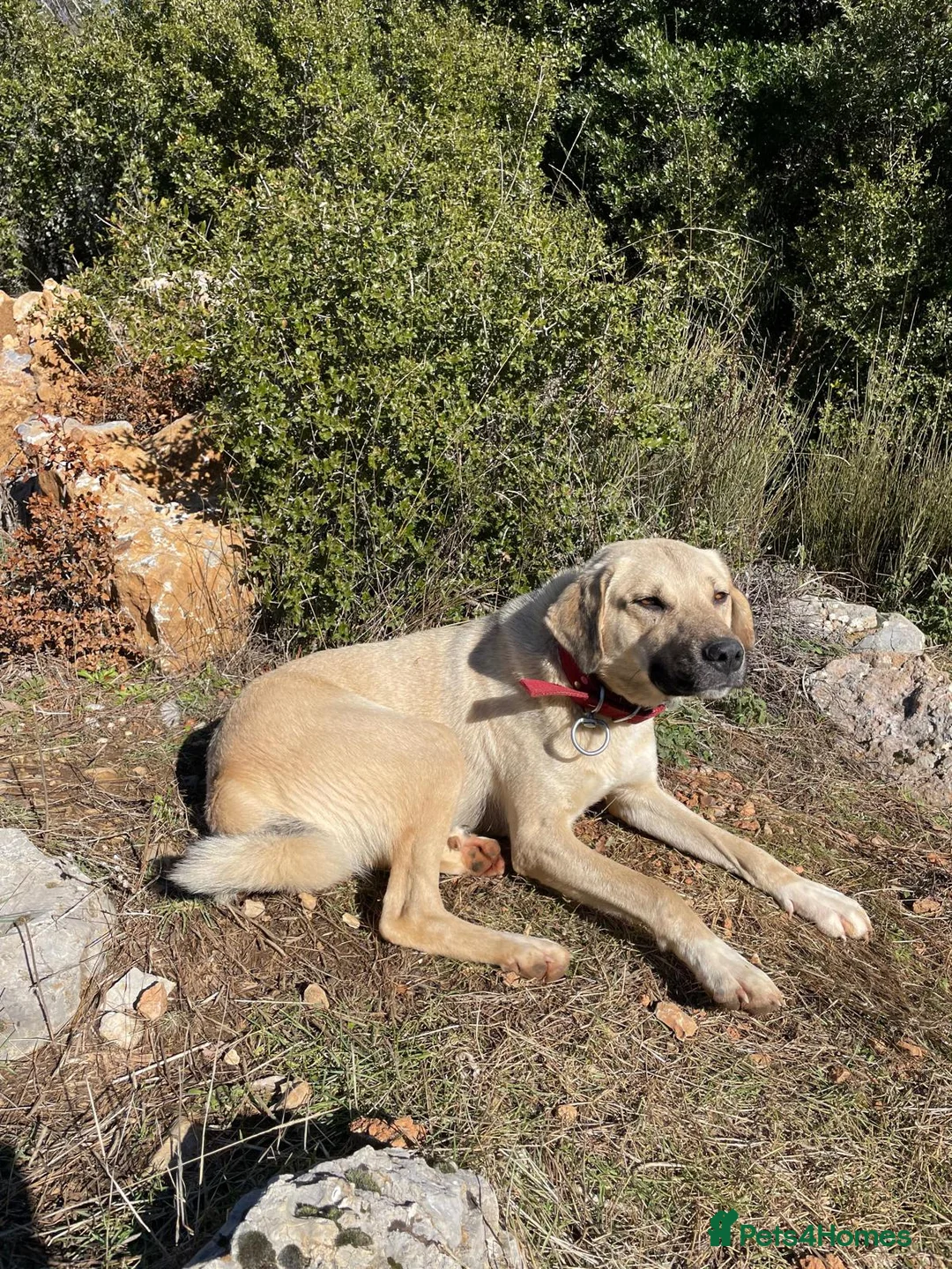 Anatolian Shepherd dogs for adoption: Ekmek(Bread) Anatolian Shepherd Looking for a Home - Advert 1