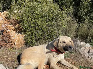 Anatolian Shepherd dogs Ekmek(Bread) Anatolian Shepherd Looking for a Home - Advert 1