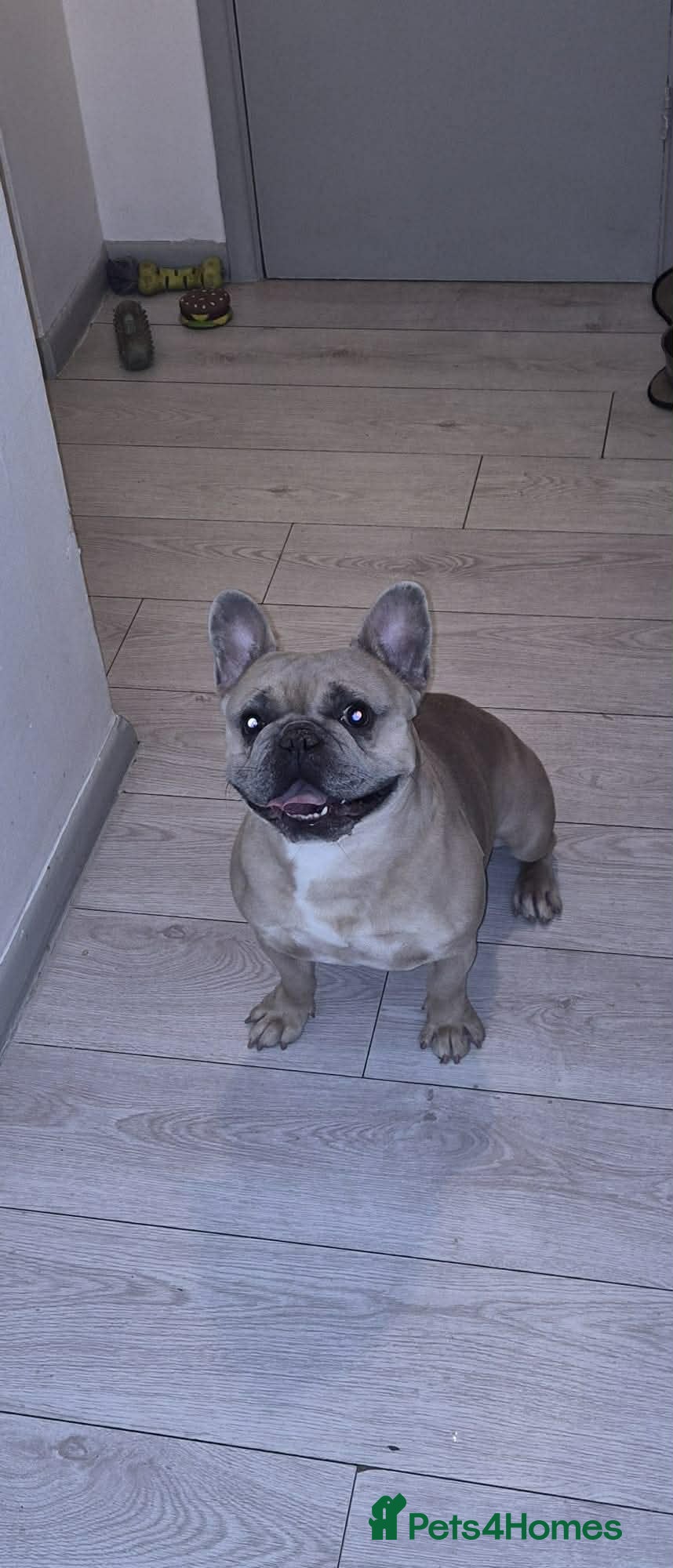 French Bulldog dogs Lilac Merle chocolate carrier  - Advert 1