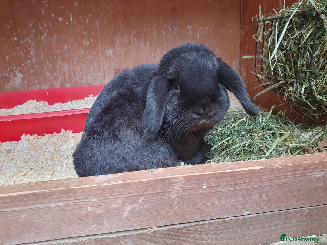 Dwarf Lop rabbits for sale: Spayed/neutered rabbits for adoption VAC Yurvac - Image 8