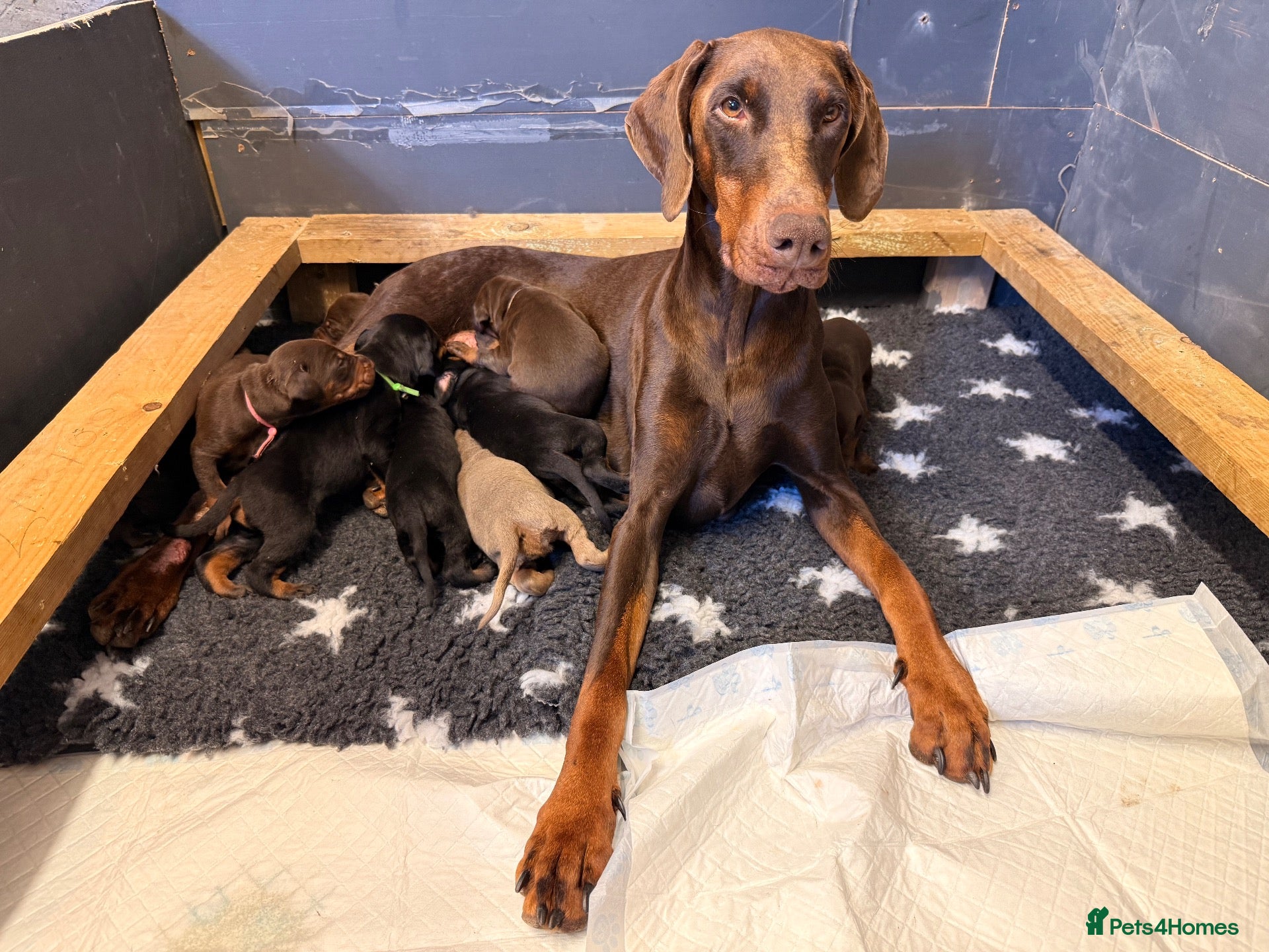 Dobermann dogs for sale: Championship Line European Doberman Puppies - Advert 1