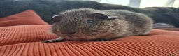 Guinea Pig rodents for sale: Beautiful Lemon Agouti Rex boar - Advert 3