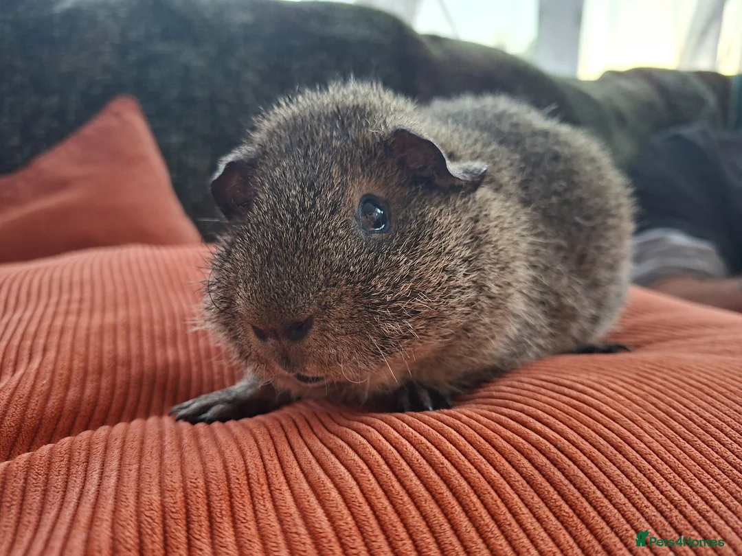 Guinea Pig rodents for sale: Beautiful Lemon Agouti Rex boar - Advert 3
