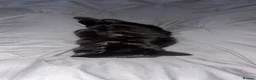 Mixed Breed cats for sale: Black Male Kitten - Last of his litter.  - Advert 2