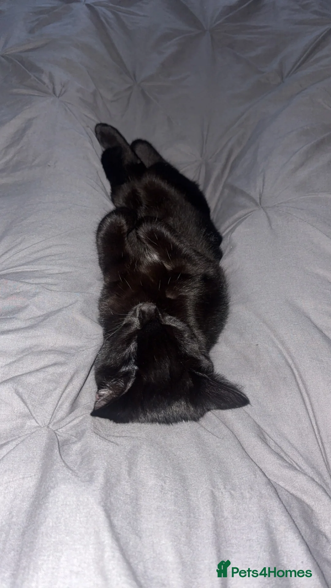 Mixed Breed cats for sale: Black Male Kitten - Last of his litter.  - Advert 2