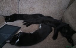 Russian Blue cats for sale: Three Beautiful Male Kittens - Image 4