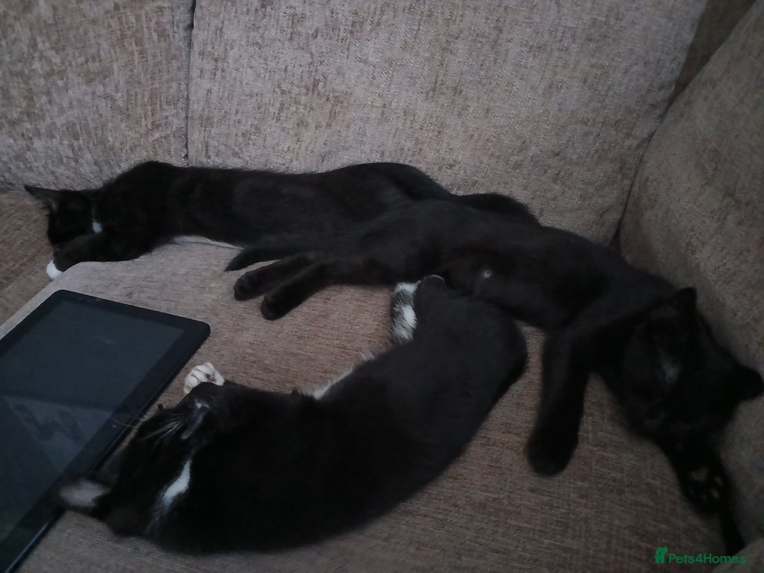 Russian Blue cats for sale: Three Beautiful Male Kittens - Image 4