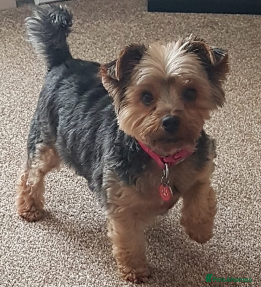 Yorkshire Terrier dogs Yorkshire Terrier looking for a new home. - Advert 1