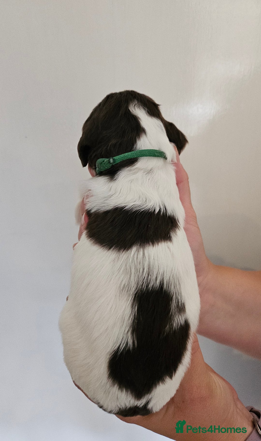 English Springer Spaniel dogs for sale: English Springer Spaniels Puppies 🐾 - Image 13