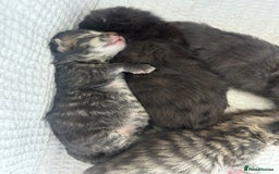 Maine Coon cats for sale: MAINECOON kittens large fluffy  - Image 10