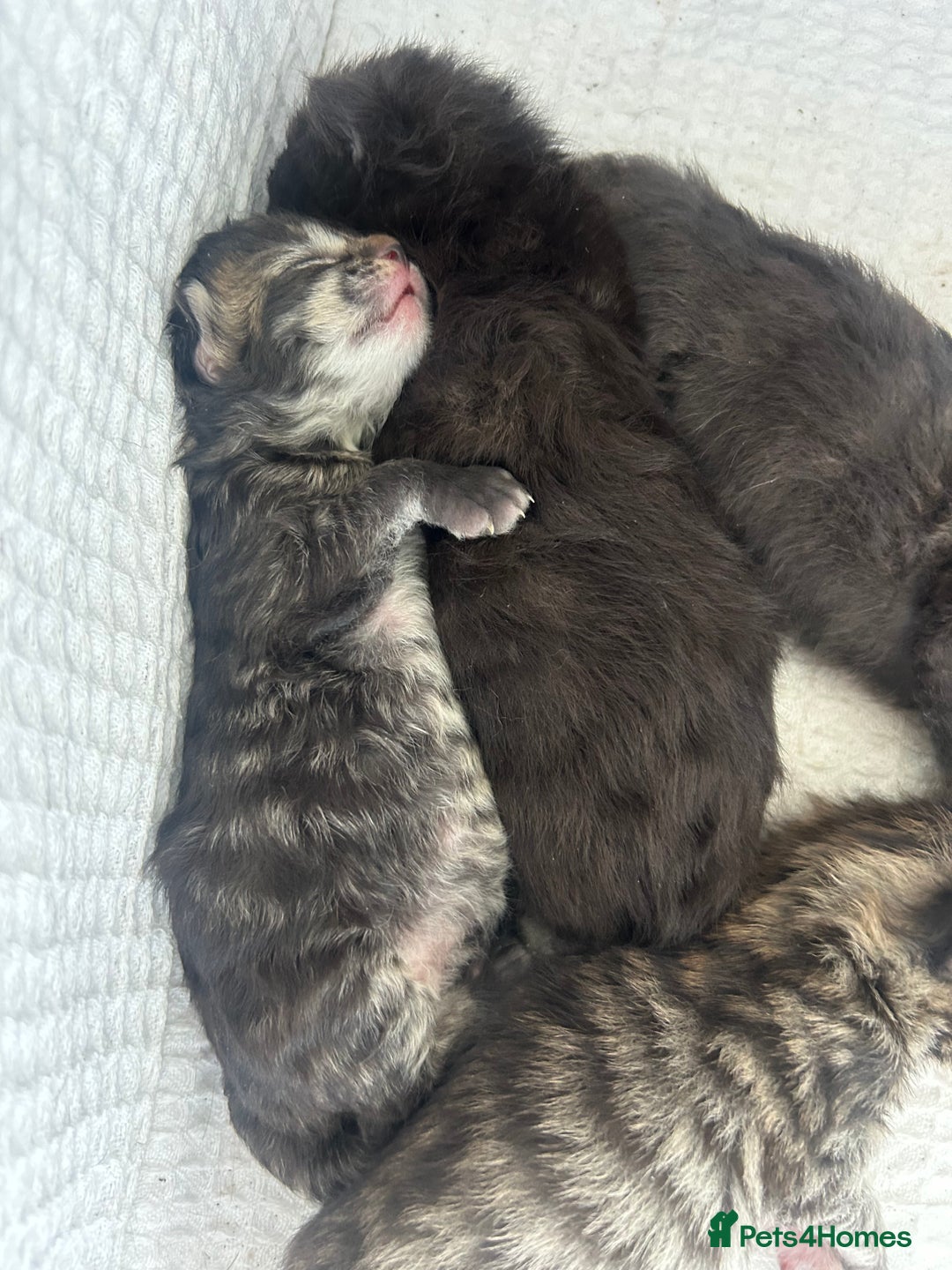 Maine Coon cats for sale: MAINECOON kittens large fluffy  - Image 10