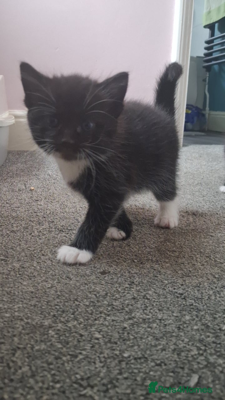 Mixed Breed cats Male kitten - Advert 18