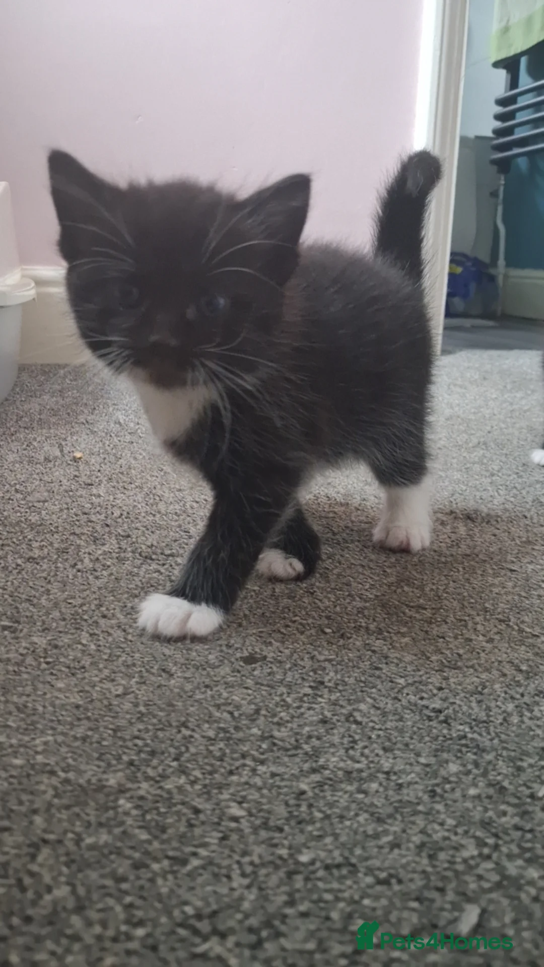 Mixed Breed cats for sale: Male kitten in March - Advert 1