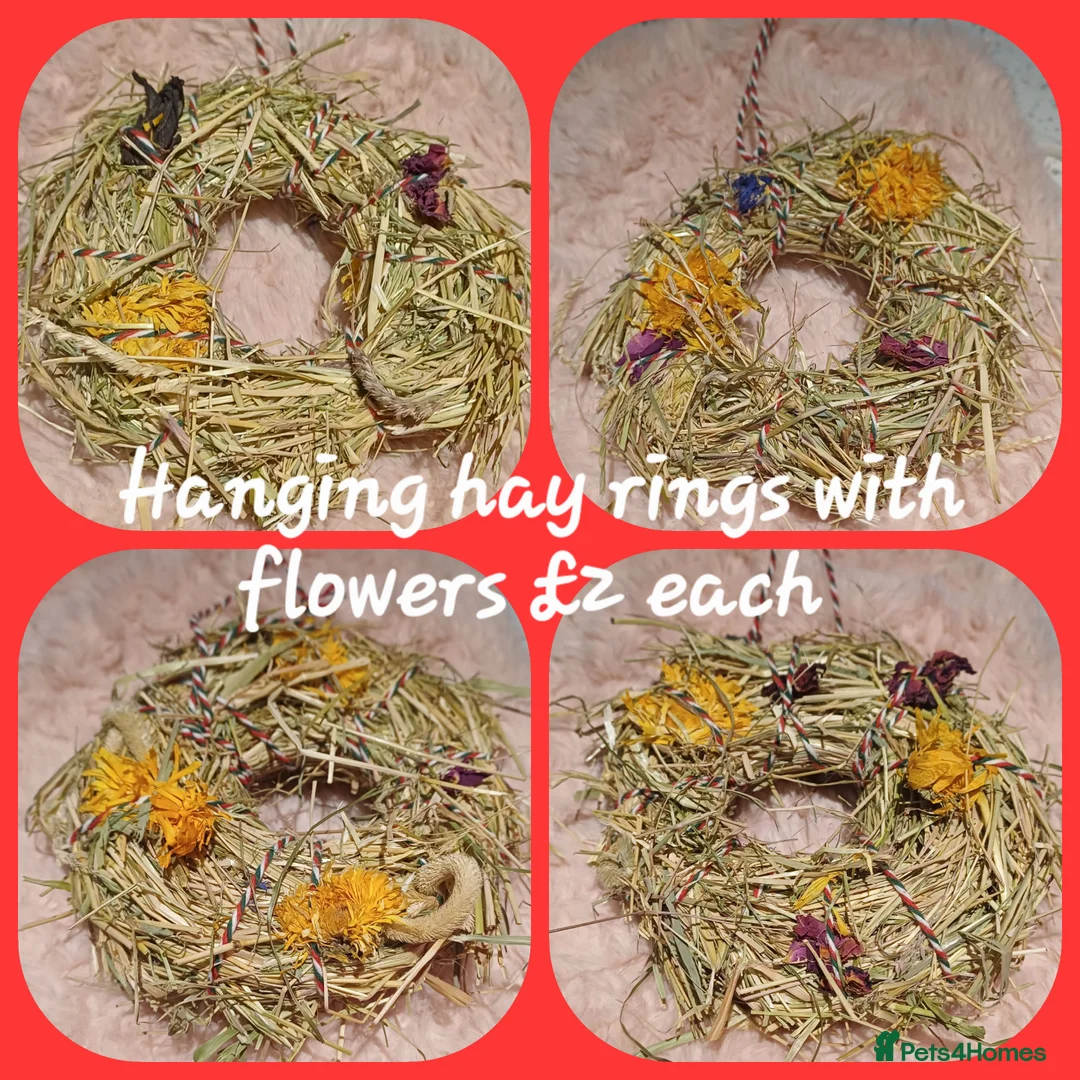 Guinea Pig rodents for sale: Skinny/wolfies? Swiss and teddys - Advert 13