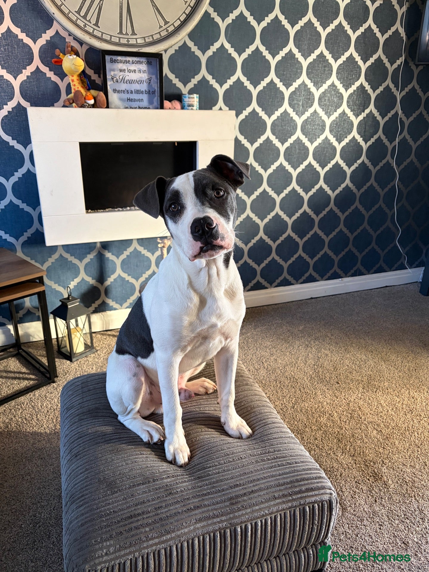 Mixed Breed dogs Staffy X American Bulldog  - Advert 2