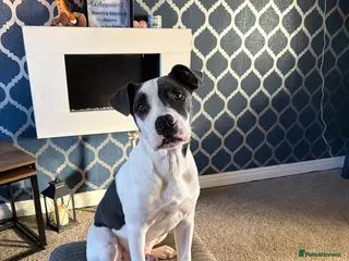 Mixed Breed dogs Staffy X American Bulldog - Advert 2