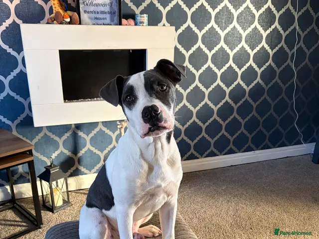 Mixed Breed dogs for sale: Staffy X American Bulldog - Advert 9