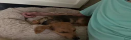 Mixed Breed dogs for sale: Beautiful female Dachshund Puppy - Advert 4