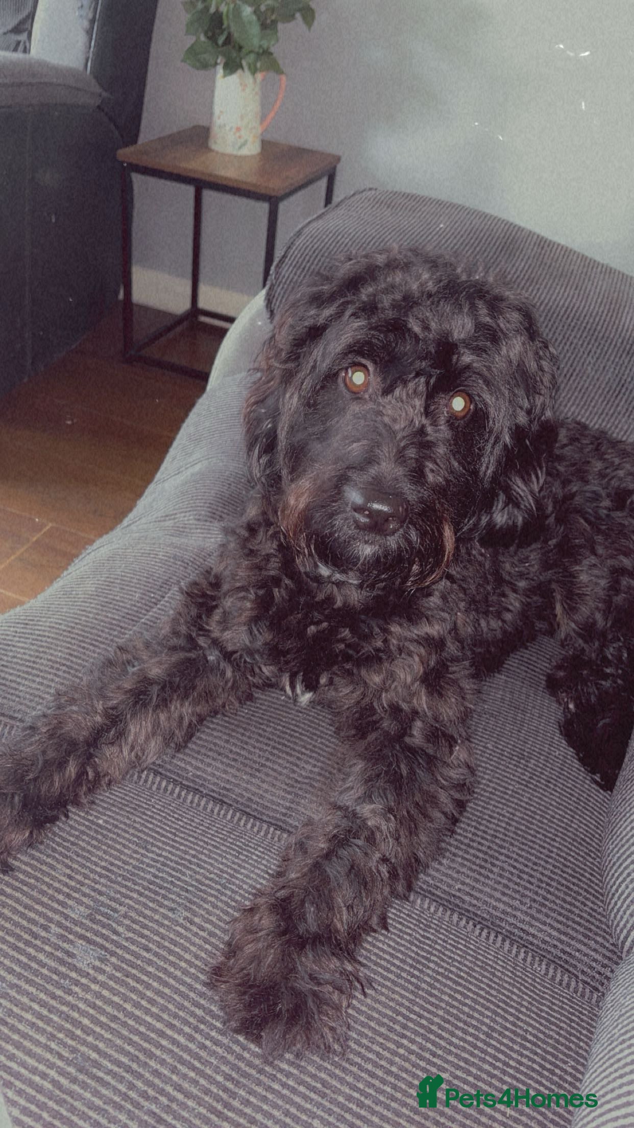 Cavapoo dogs Mabel  - Advert 10