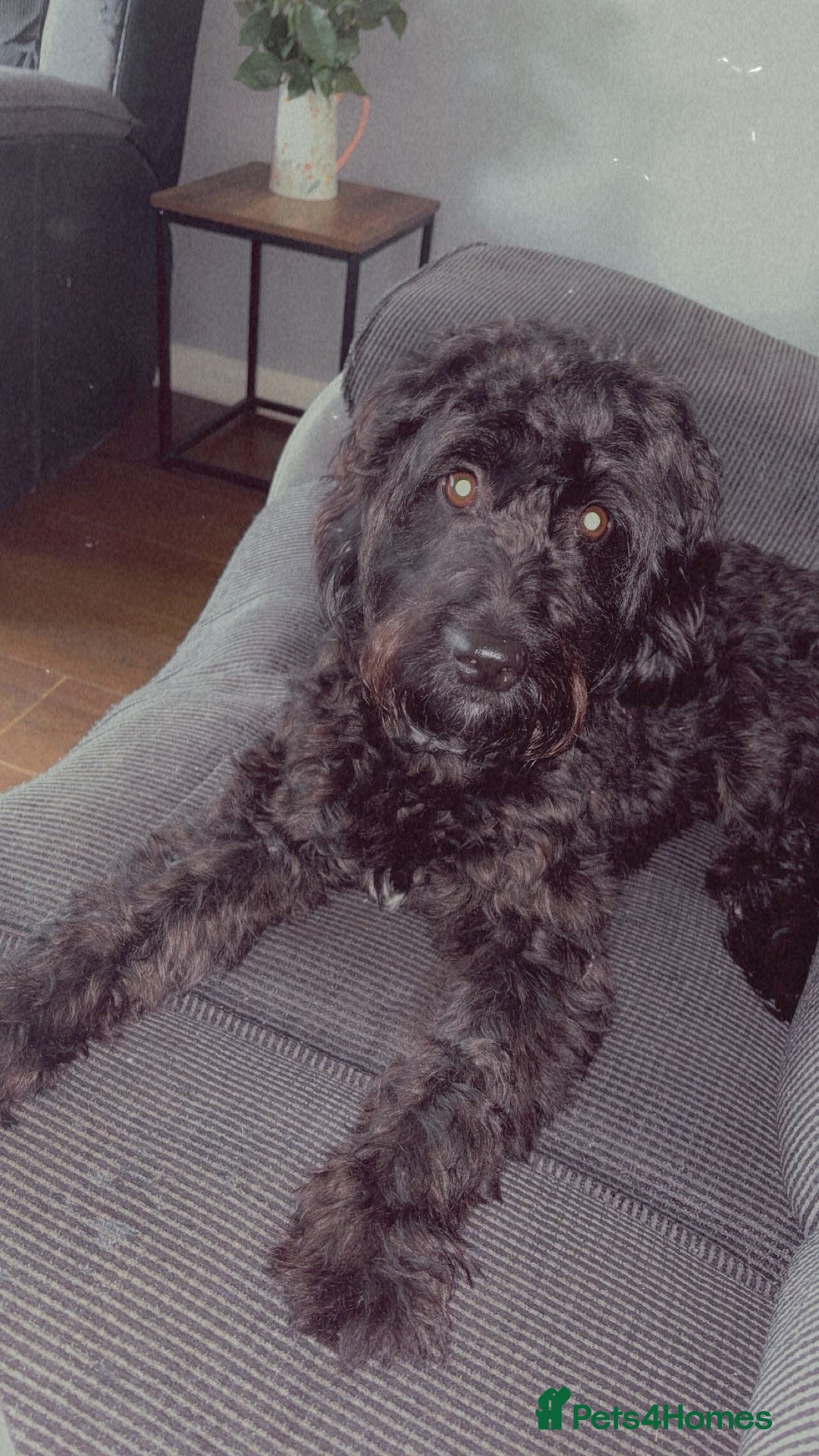 Cavapoo dogs for sale: Mabel  - Advert 1