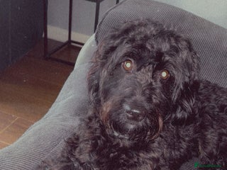 Cavapoo dogs Mabel - Advert 1