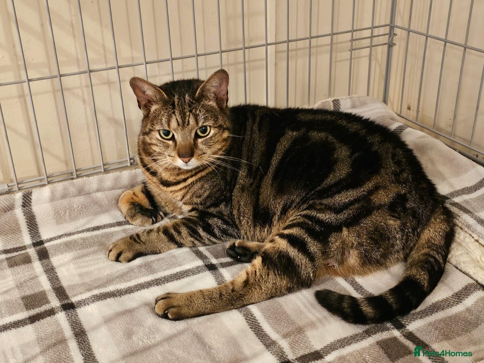 Mixed Breed cats Young female tabby rescue - Sheila - Advert 2