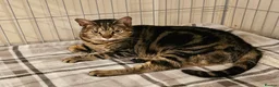 Mixed Breed cats for adoption: Young female tabby rescue - Sheila - Advert 1