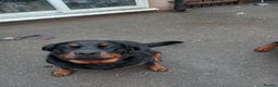 Rottweiler dogs for sale: Kc reg Rottweiler Bitch - Advert 5