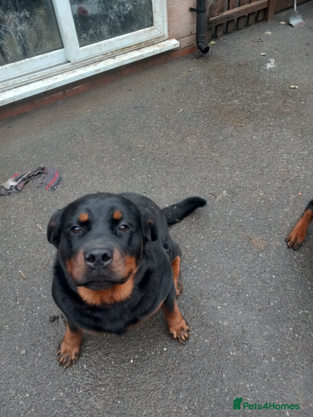 Rottweiler dogs for sale: Kc reg Rottweiler Bitch - Advert 5