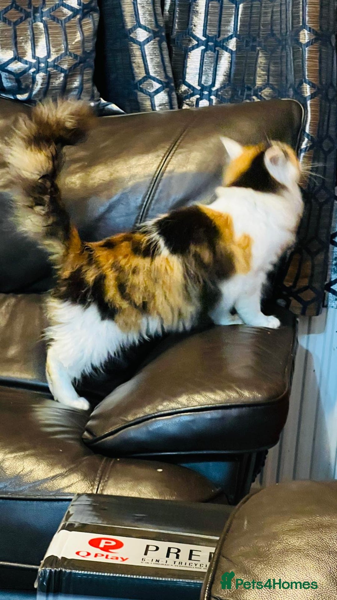 Mixed Breed cats for sale: Mainecoon cross  - Advert 4