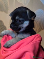 Chihuahua dogs CHIHUAHUA PUPPY - Advert 11