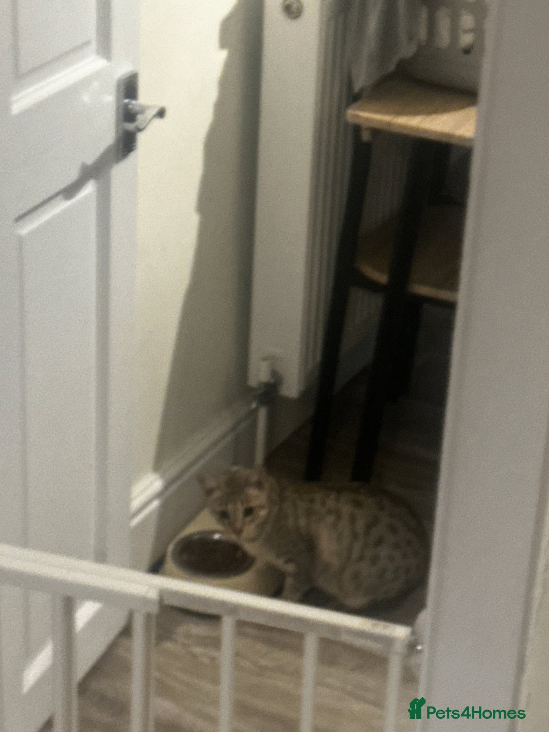 Bengal cats for sale: 2 year old female bengal - Advert 2