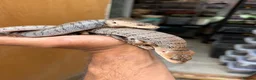 Skink reptiles for sale: 2:1 Breeding Trio Pink Tongue Skinks (Unrelated) - Advert 1