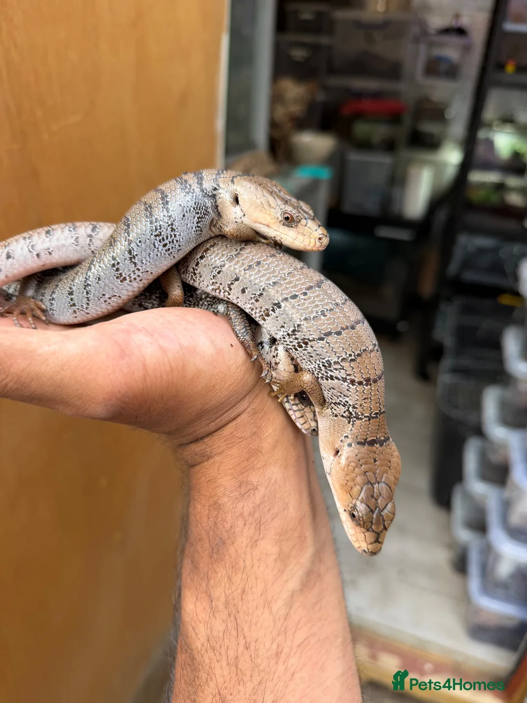 Skink reptiles for sale: 2:1 Breeding Trio Pink Tongue Skinks (Unrelated) - Advert 1