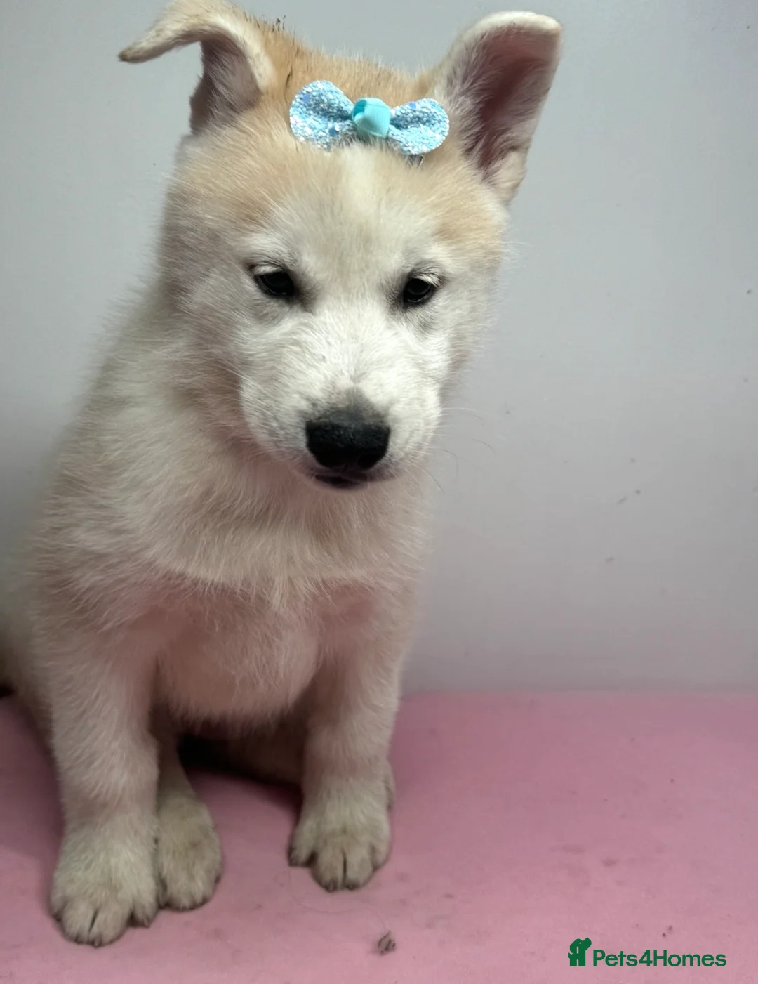 Siberian Husky dogs for sale: Siberian husky  - Advert 2