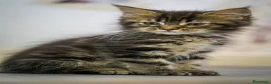 Maine Coon Kitten 9