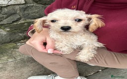 Poochon dogs for sale: Poochon puppies ready now  - Advert 6