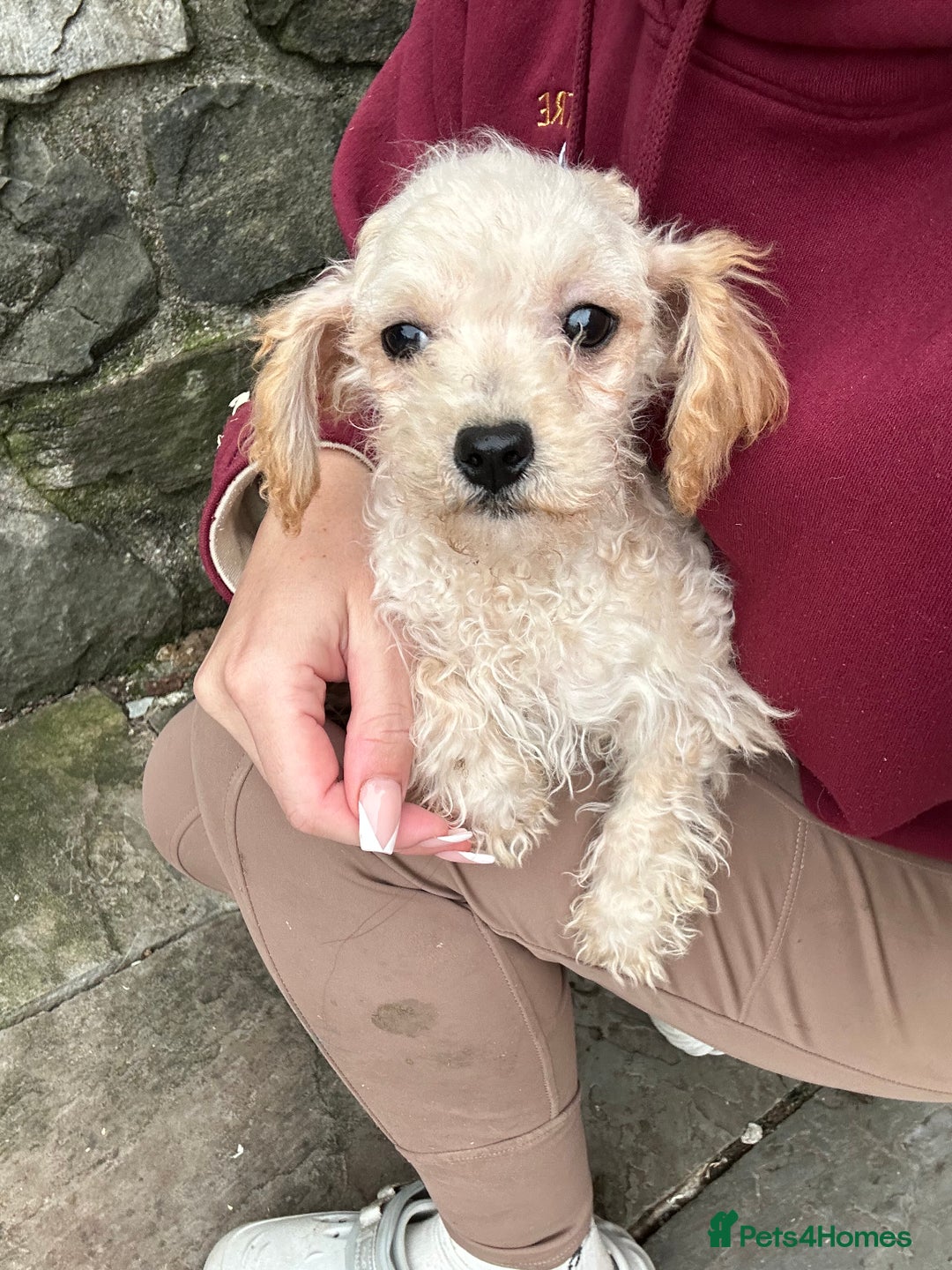 Poochon dogs for sale: Poochon puppies ready now  - Advert 6