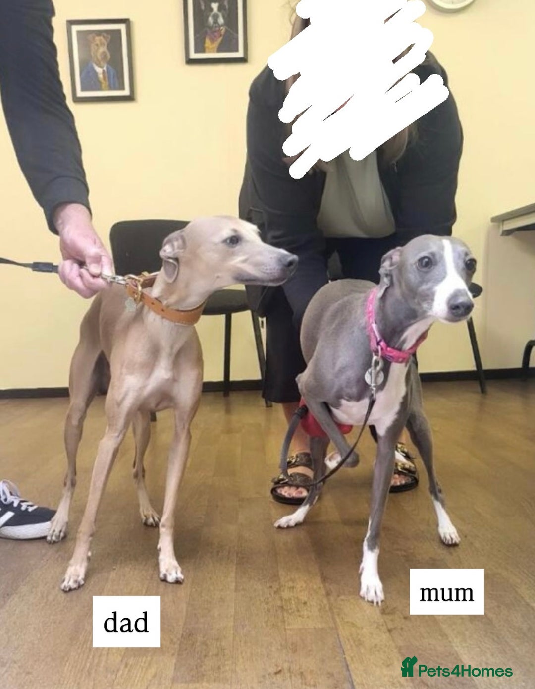 Italian Greyhound dogs for sale: 1 Italian Greyhound Puppy Girl / Bitch For Sale! - Image 12