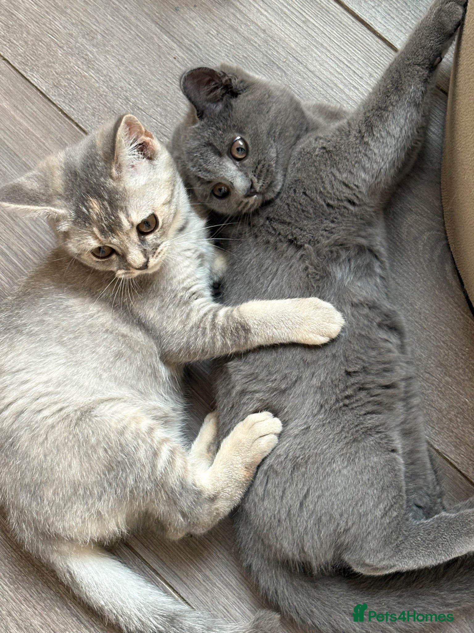 British Shorthair cats British shorthair kittens  - Advert 12