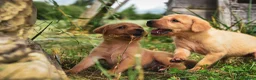 Labrador Retriever dogs for sale: Top Deep Red Quality Labrador Puppies KC Reg  - Advert 7