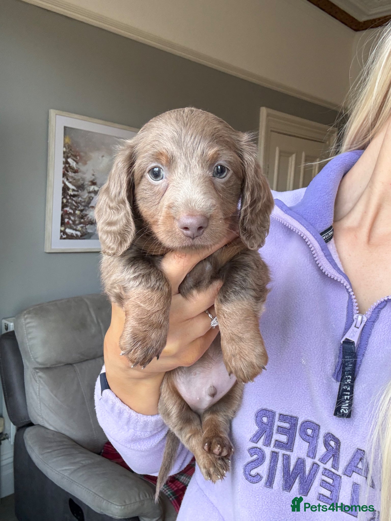 Miniature Dachshund dogs 1 Left KC REGISTERED MINIATURE DACHSHUND PUPPIES - Advert 22