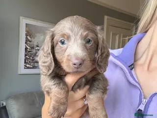 Miniature Dachshund dogs 1 Left KC REGISTERED MINIATURE DACHSHUND PUPPIES - Advert 22