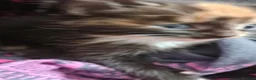 Mixed Breed cats for sale: Beautiful Tortoiseshell Kittens - Advert 4