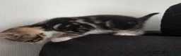 Mixed Breed cats for sale: Mixed Bread Kittens  - Advert 16