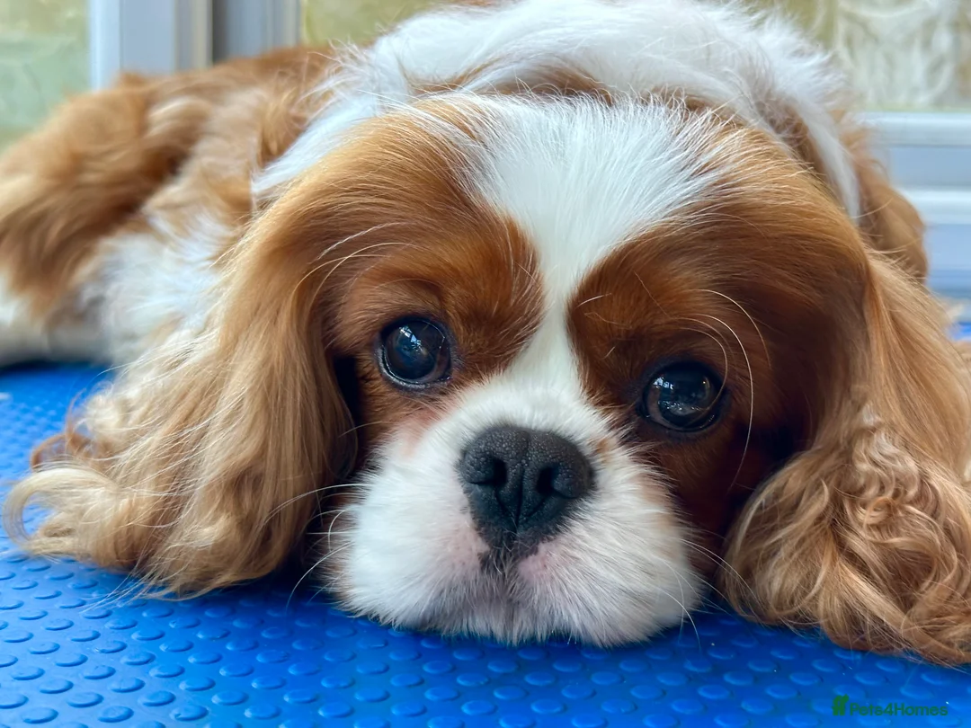 Cavalier King Charles Spaniel dogs for stud: KC Reg Health Tested Excellent Pedigrees for STUD in Nottingham - Advert 31