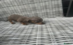 Miniature Dachshund dogs for sale: Miniature Dachshund Pups Ready For Loving Homes - Image 4