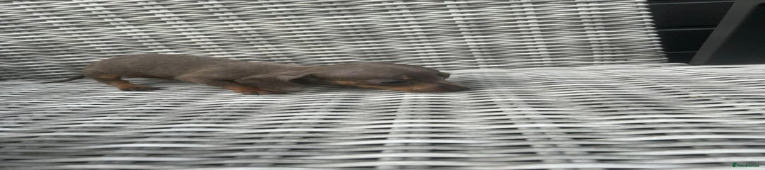 Miniature Dachshund Puppy 2