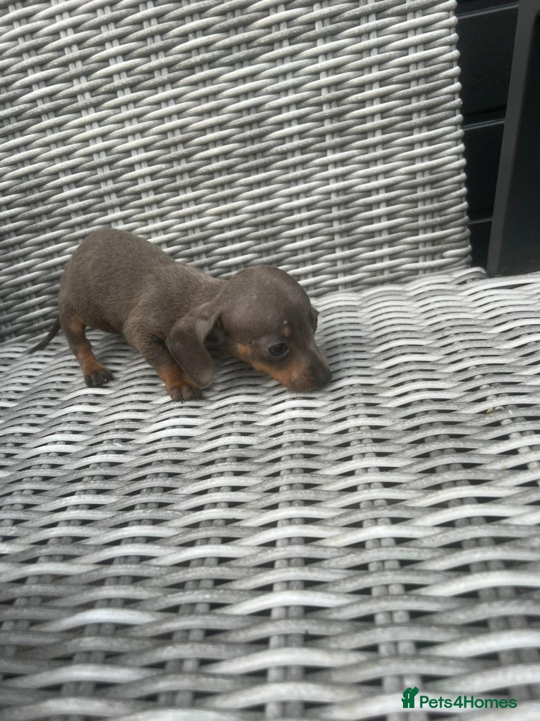 Miniature Dachshund dogs for sale: Miniature Dachshund Pups Ready For Loving Homes - Image 4