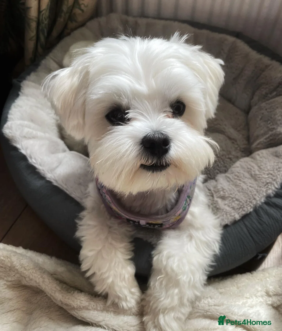 Maltese dogs for sale: Sweet Maltese Girl - Advert 1